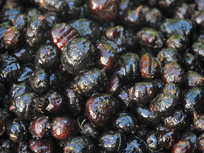 NOIX TIGREE BLACK XXL