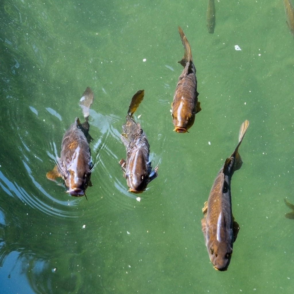 Notre booster épais sert a nappée vos bouillettes et graines il vous reste qu a mettre votre arôme et vos additifs